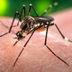Illustration for article titled Zika Outbreak Is a 'Temperature Driven Eruption,' Says Scientist